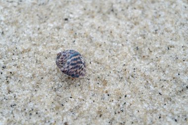 snail shell on the white sandy beach in the middle of nature landscape