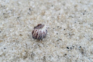 snail shell on the white sandy beach in the middle of nature landscape