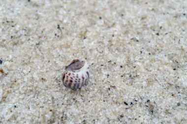 snail shell on the white sandy beach in the middle of nature landscape