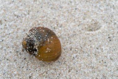 snail shell on the white sandy beach in the middle of nature landscape