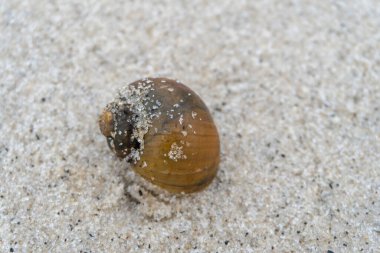 snail shell on the white sandy beach in the middle of nature landscape