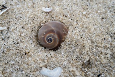 snail shell on the white sandy beach in the middle of nature landscape
