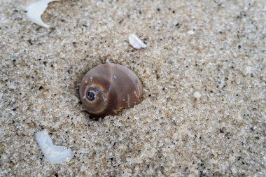 snail shell on the white sandy beach in the middle of nature landscape