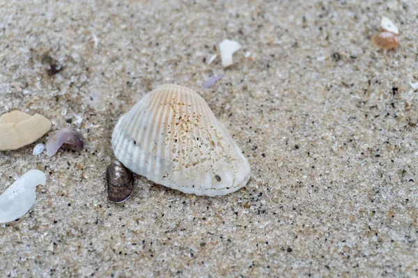 shells on the white sandy beach in the middle of nature landscape