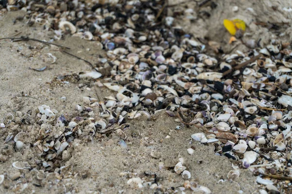 shells on the white sandy beach in the middle of nature landscape