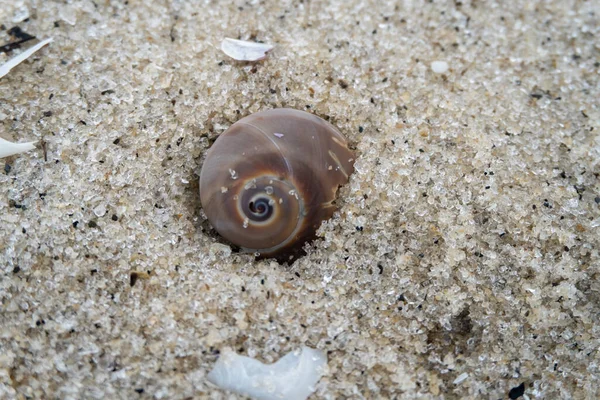 snail shell on the white sandy beach in the middle of nature landscape
