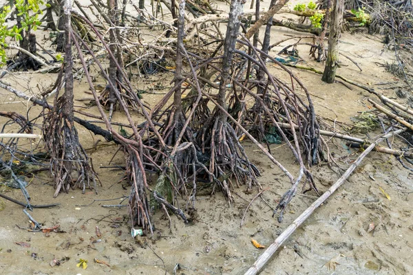 mangrove trees on a white sandy beach in nature landscape