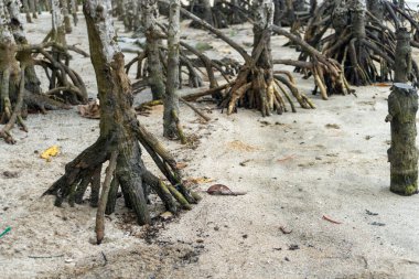 mangrove trees on a white sandy beach in nature landscape