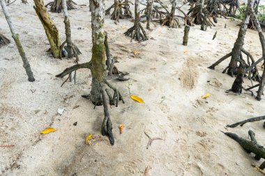 mangrove trees on a white sandy beach in nature landscape
