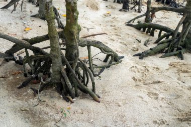 mangrove trees on a white sandy beach in nature landscape