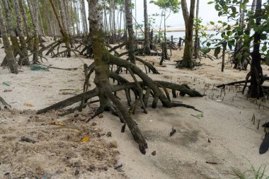 mangrove trees on a white sandy beach in nature landscape