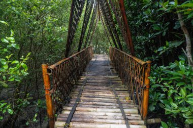 wooden bridge in the middle of mangrove beach in nature landscape