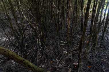mangrove forest by the beach in nature landscape