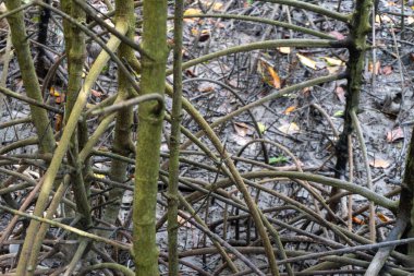 mangrove forest by the beach in nature landscape