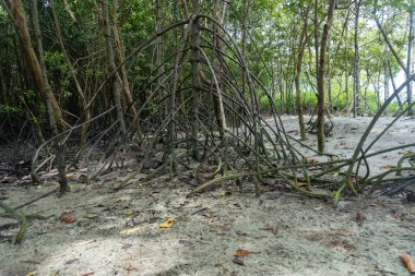 mangrove forest by the beach in nature landscape