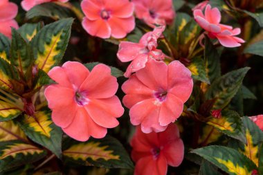 Pink flowers between green leave on nature landscape