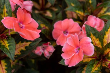 Pink flowers between green leave on nature landscape
