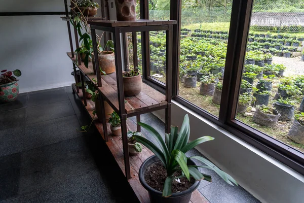 Collection of indoor plant decorations inside the cafe interior