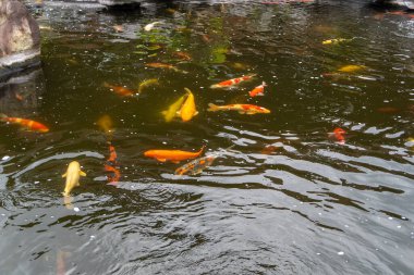 a collection of koi goldfish in a freshwater pond landscape