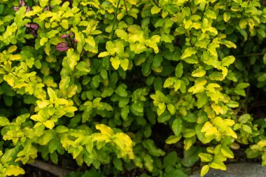 Green leafy bush in the middle of nature landscape