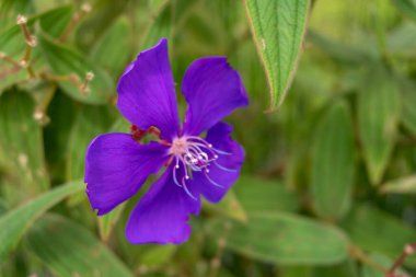 purple flower in the middle of nature landscape