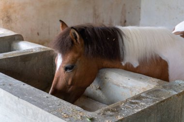 horse in the stable at the zoo landscape