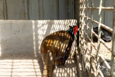 cemani exotic chicken and pheasant in a cage in the zoo landscape
