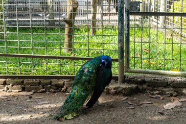 peacock in a cage inside the zoo landscape