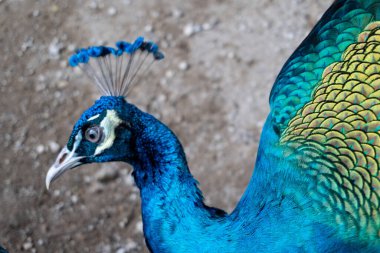 peacock in a cage inside the zoo landscape