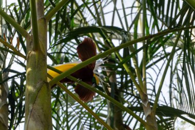 Doğanın ortasında yeşil bir ağaca tünemiş sarı başlı kahverengi bir cennet kuşu.