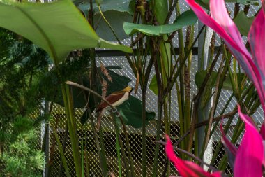 Doğanın ortasında yeşil bir ağaca tünemiş sarı başlı kahverengi bir cennet kuşu.