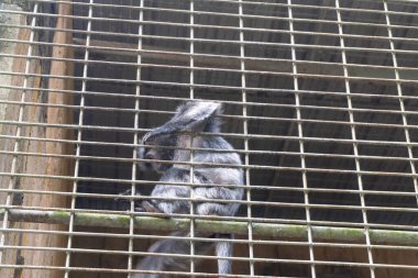 Close-up of a little black monkey in a cage at the zoo, showcasing its expressive and curious nature