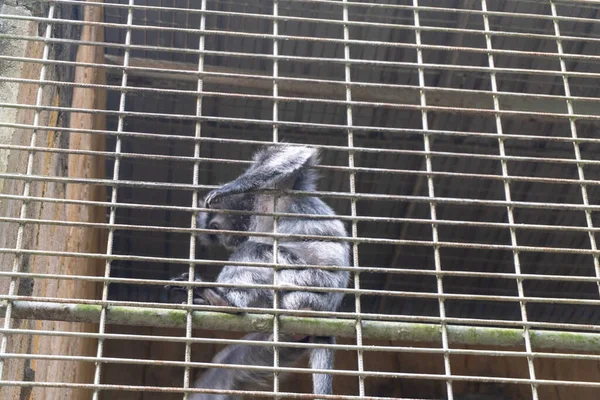 Close-up of a little black monkey in a cage at the zoo, showcasing its expressive and curious nature