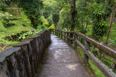 old mossy stairs path in the middle of green nature landscape
