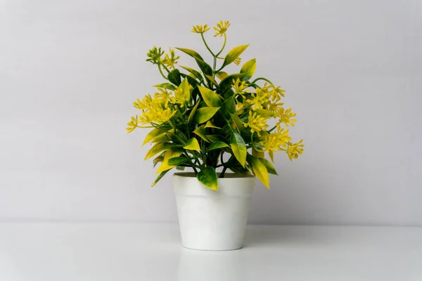 Plante Intérieur Dans Pot Fleurs Avec Des Feuilles Fraîches — Photo