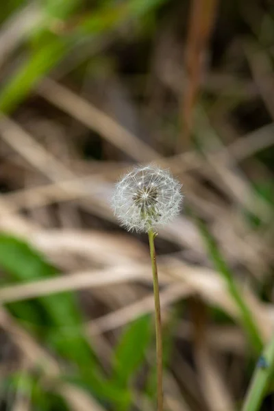 Нежный Цветок Одуванчика Сосредоточенный Хрупкости Красоте Природе — стоковое фото
