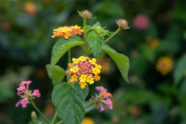 Taze yeşil yapraklar ve çok renkli lantana camara yakın planda çiçek açar..