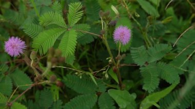 Yeşil yabani çalı doğaya yakın