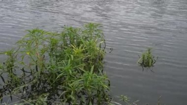 Doğada göl kenarı görünümü