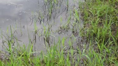 Doğada göl kenarı görünümü