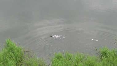 Doğada göl kenarı görünümü