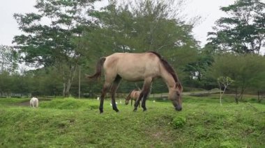 Yeşil çimenlikte at yiyen