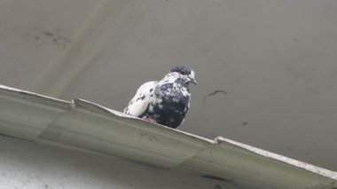 Parktaki Güvercin Kuşları