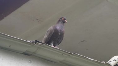 Parktaki Güvercin Kuşları