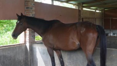 Kahverengi bir at ahırda yemek yiyor.