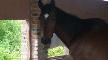 Kahverengi bir at ahırda yemek yiyor.