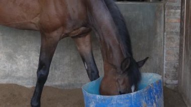 Kahverengi bir at ahırda yemek yiyor.