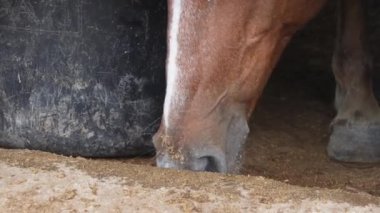 Kahverengi bir at ahırda yemek yiyor.