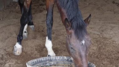 Kahverengi bir at ahırda yemek yiyor.