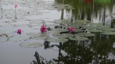 Yeşil Göl yüzeyinde Nilüfer Çiçeği Bitkisi